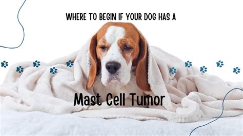 Mast cell tumors can be treated when caught early This may be through surgery or other treatments. . When to stop fighting mast cell tumors in dog